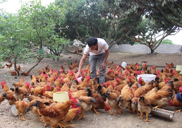 Bắc Ninh- Lĩnh vực nông nghiệp năm 2025 nhiều chỉ tiêu vượt kế hoạch